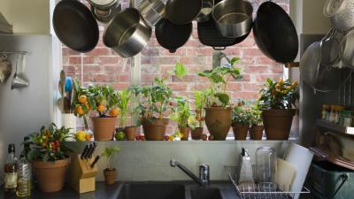 How to Pick a Houseplant That Will Survive in Your Kitchen