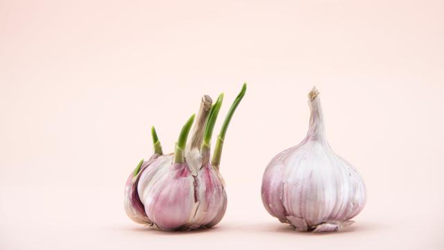 The Easiest Way to Keep Your Garlic From Sprouting