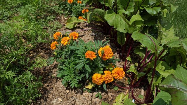 Help Your Garden Thrive By Pairing These Plants