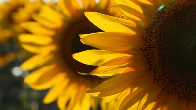 How to Grow Your Own Sunflowers (and Harvest Their Seeds)