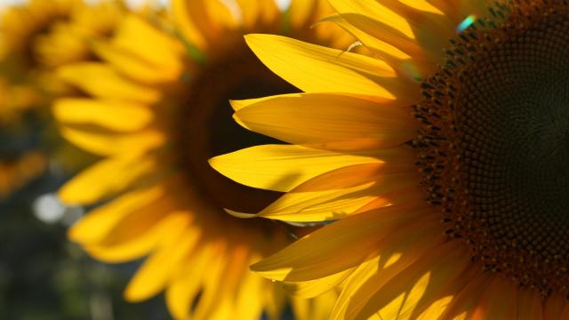 How to Grow Your Own Sunflowers (and Harvest Their Seeds)