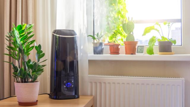 Do Houseplants Actually Filter Your Air?