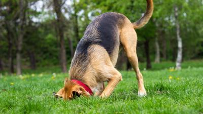 6 of the Weirdest Dog Behaviours (and Why They Do It)