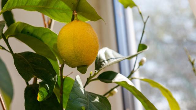 How to Grow a Lemon Tree Indoors