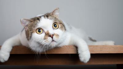 6 of the Most Bizarre Cat Behaviours (and Why They Do Them)