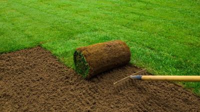 When to Seed Your Lawn, and When to Use Sod