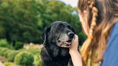 How to Spot Cognitive Dysfunction in Ageing Pets (and What You Can Do to Help)
