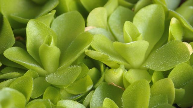 This Mexican Butterwort Plant Can Help Solve Your Gnat Problem