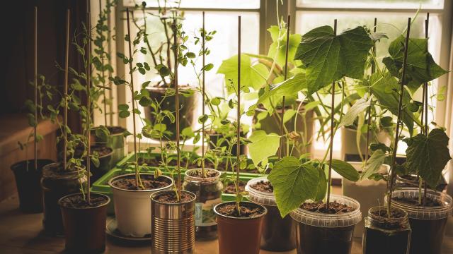 How to Start an Indoor Vegetable Garden