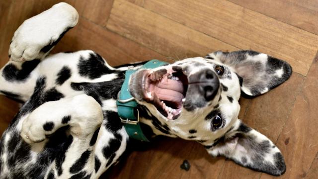 Cleaning Your Dog’s Teeth Is More Important Than You Think: Here’s Why