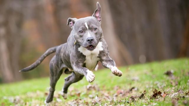 What to Do (and Avoid) When Your Dog Gets the Zoomies