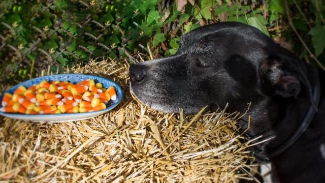 Chocolate Is Not the Only Halloween Candy That Is Dangerous for Dogs