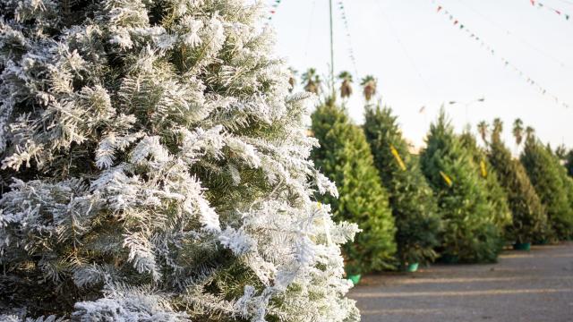 This Is How You Choose the Perfect Christmas Tree