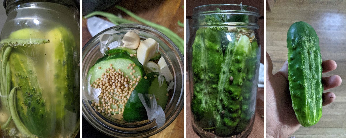 From the right, a freshly pickled pickling cucumber, cucumbers stuffed into pickling jars, an overhead of the pickling spices, garlic and dill in a jar of pickles, and finally, fermented sour pickles in a jar. (Photo: Amanda Blum)