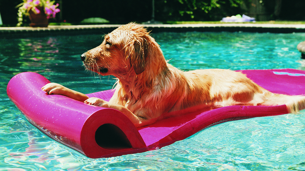 signs your dog is suffering in the summer heat