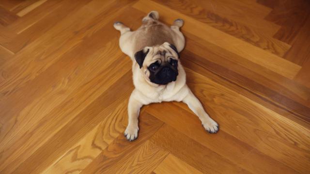 The Best (and Worst) Types of Flooring If You Have a Dog
