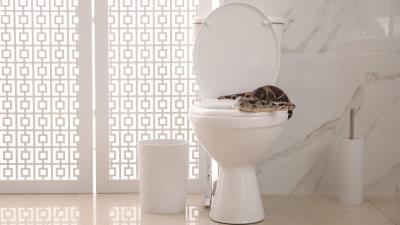 How Often Do Snakes, Rats, and Spiders Really Crawl Up Your Toilet Pipes? (And How to Stop Them)