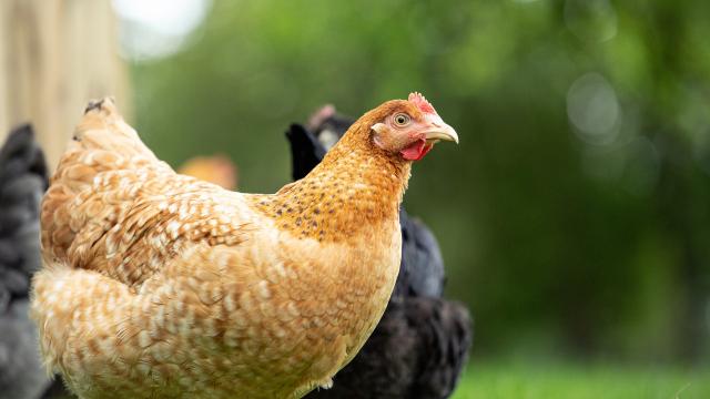 Why Pet Chickens Are Good for Your Lawn and Your Mental Health