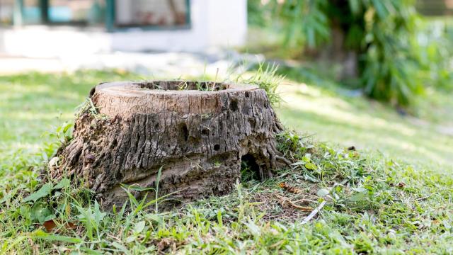 How to Kill an Old Tree Stump in Your Yard