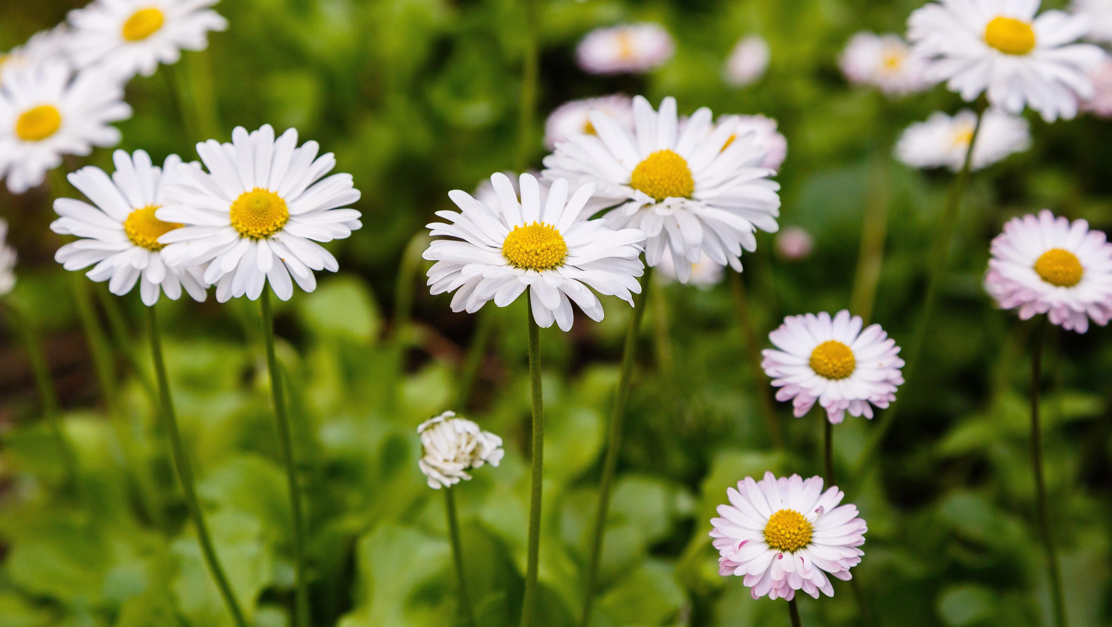 Photo: Flower_Garden, Shutterstock