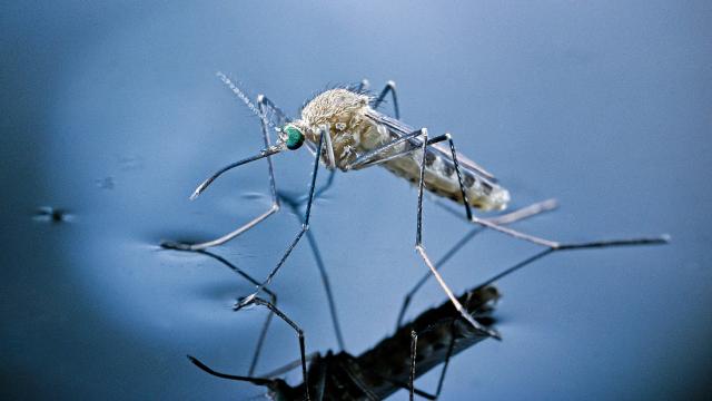 What Is Japanese Encephalitis Virus and How Can You Avoid It?