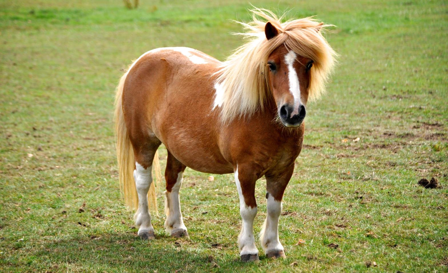 Baby horse doot doo doo doo doo doo. (Photo: Daisy Shakespeare, Shutterstock)
