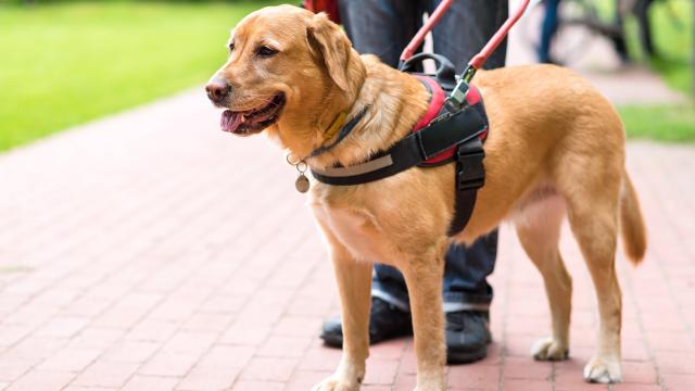 The Difference Between a Service Dog and a Therapy Dog