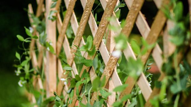 A DIY Garden Trellis Is the Perfect Spring Project