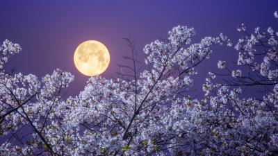 When to See April’s Full Pink Moon at Peak Brilliance