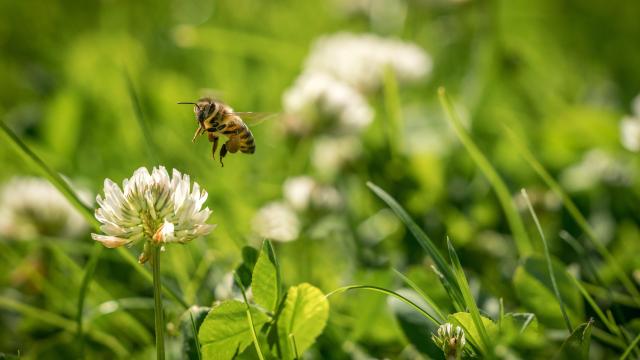 How to Start a ‘Bee Lawn’ (and Why You Should)