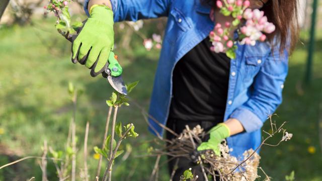 The Trees, Shrubs, and Plants You Need to Prune in the Spring (and How to Do It Right)