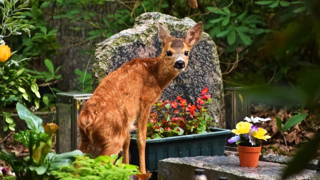 10 Flowers That Deer Won’t Immediately Gobble Up
