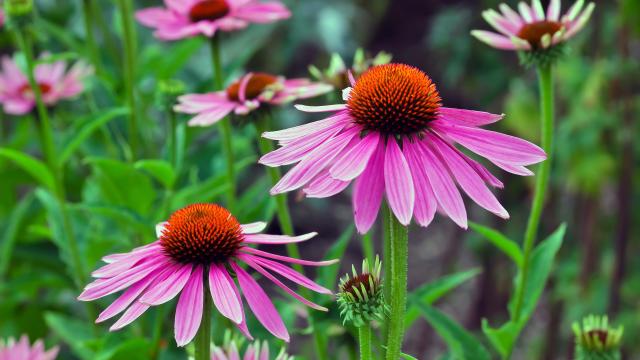 15 of the Easiest Perennials to Grow