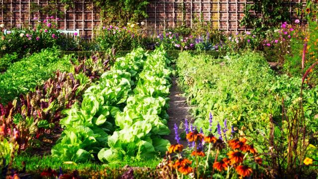 How Much Garden You Would Need to 100% Survive On