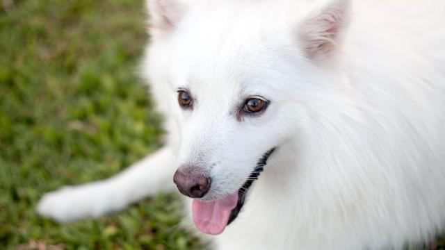 Your Dog’s White Fur Can Be Even Whiter