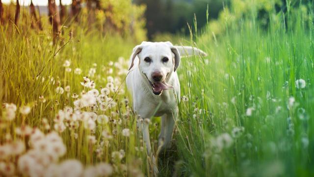 How to Stop Your Dog From Bringing Outdoor Allergens Into Your Home