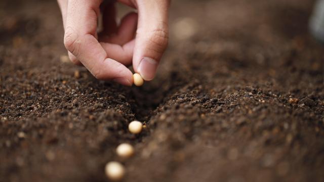 Why Your Seeds Aren’t Sprouting