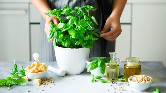 How to Harvest Basil All Season Without Killing It