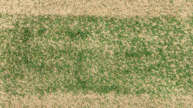 When You Should Use Sand on Your Lawn (and When You Shouldn’t)