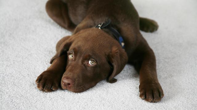 How to Get Pet Vomit (and Its Smell) Out of Your Carpet