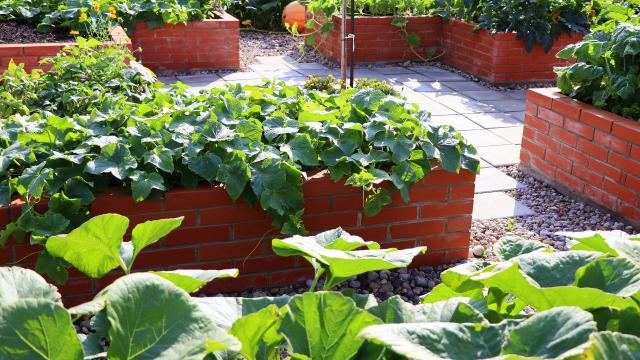 Raised Garden Beds Aren’t All They’re Cracked Up to Be