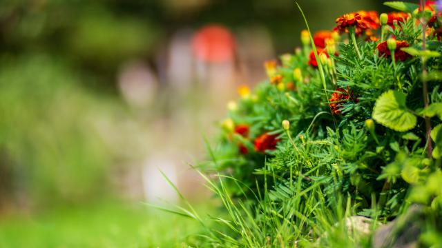 How to Stop Grass From Growing in Your Flower Bed Without Killing Your Flowers
