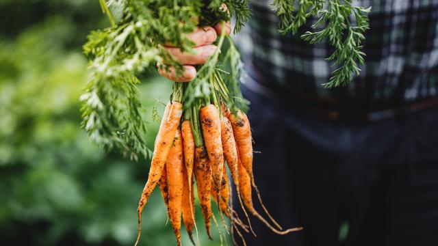 Growing Enough Veggies to Feed Yourself Depends on These 3 Things