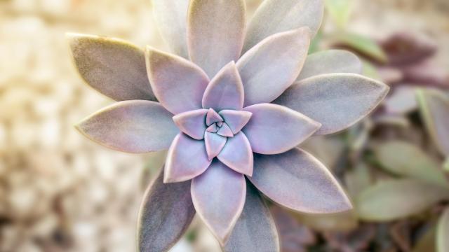 Plant These Succulents to Attract Pollinators to Your Garden