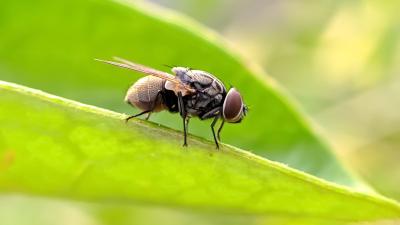 How to Keep Flies Away From Your Yard (and Out of Your House)