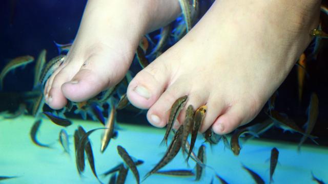 Forget ‘Fish Pedicures’