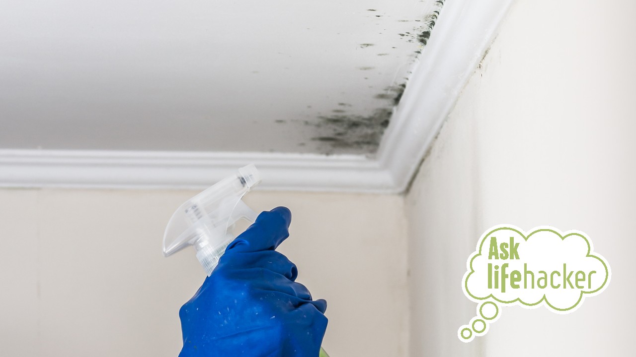 remove mould from ceiling