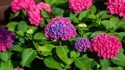How to Make Your Hydrangeas Change Colour