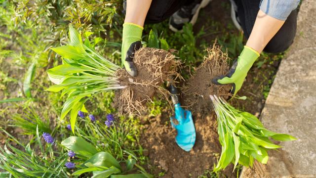 How to Divide Perennials, and Why You Should
