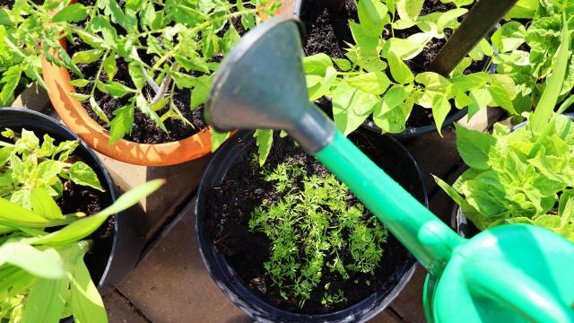 Use This Mid-Summer Checklist to Keep Your Garden Growing